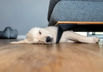 Luxury vinyl plank flooring in modern Nashua home